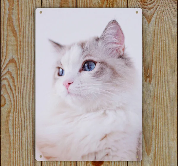 

Cute Ragdoll Cat Poster Art Print Tin Sign Decor04