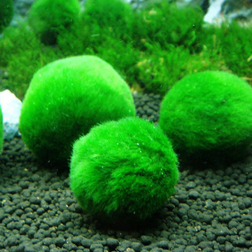 3 4 см является допустимой мох Marimo шары живые аквариум водоросли креветки рыб танк
