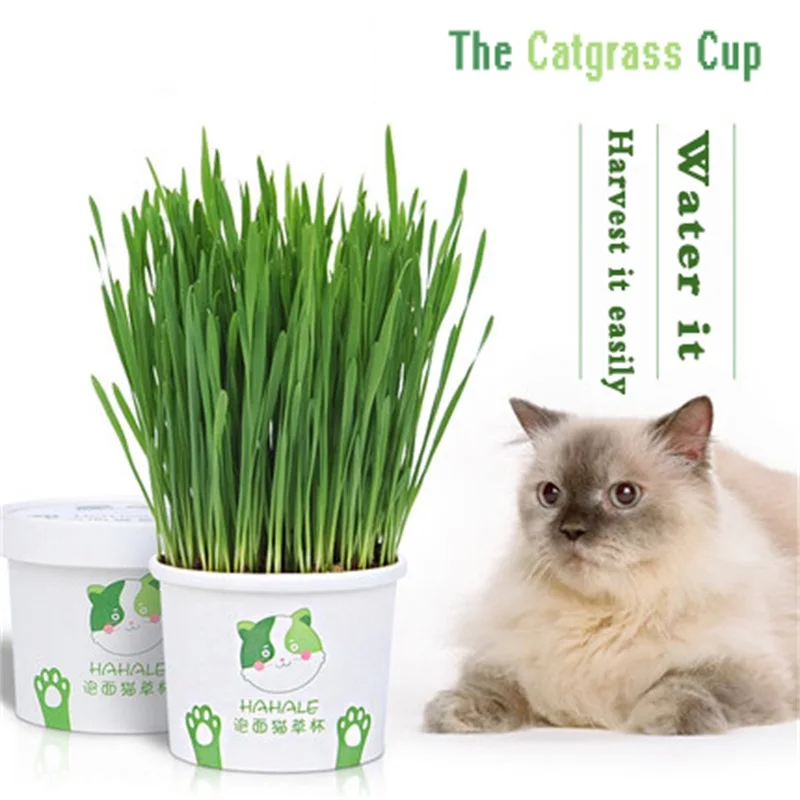 

MAMY PETS Cat Grass Cup Cat Snacks No Soil Soilless Hydroponic Planting Hair Removal Ball Catnip Snacks Cat Supplies