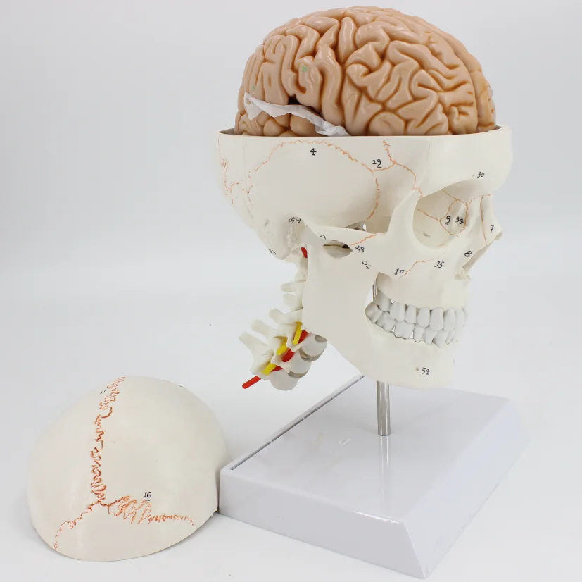 1:1 skull model brain anatomical model with digital coding number cervical spine skleotn model High Quality