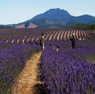 200 шт./лот лаванды английский(Lavandula узколистный) ванили бонсай для Домашнего Цветоводства - Цвет: 5