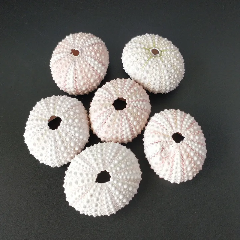 HappyKiss натуральный морской urchins розовый дизайн раковины urchin украшение для окна