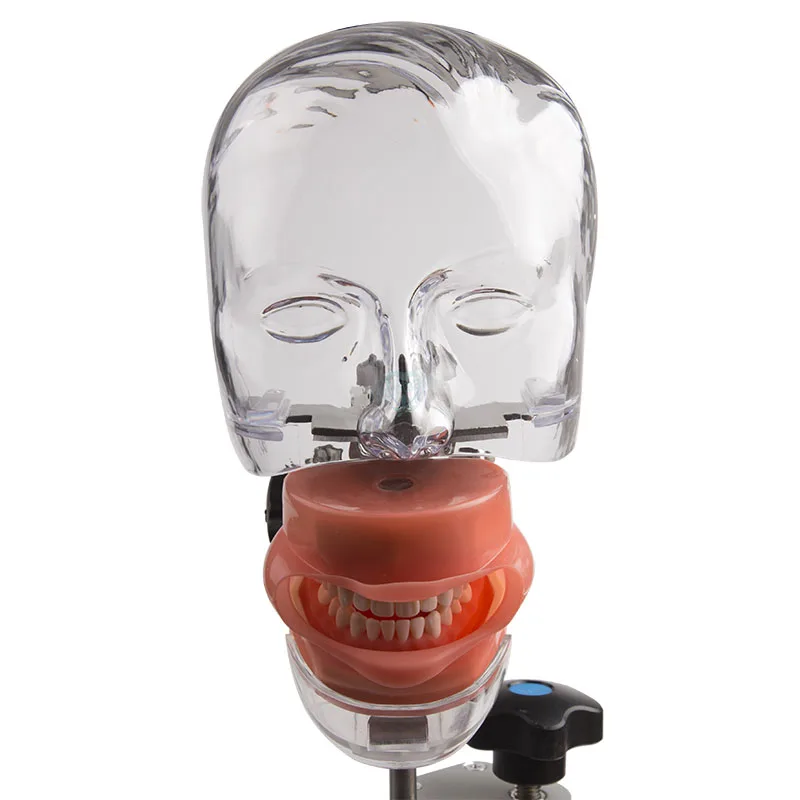 1 набор стоматологических симуляторов модель детской модели с настольным