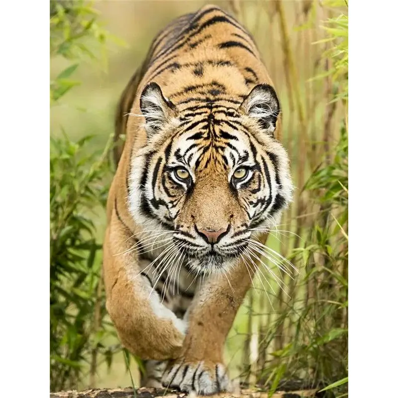 

GATYZTORY Frame Picture Diy Painting By Numbers Kits Tiger Animals Acrylic Wall Art Home Decors Coloring By Numbers 60x75cm