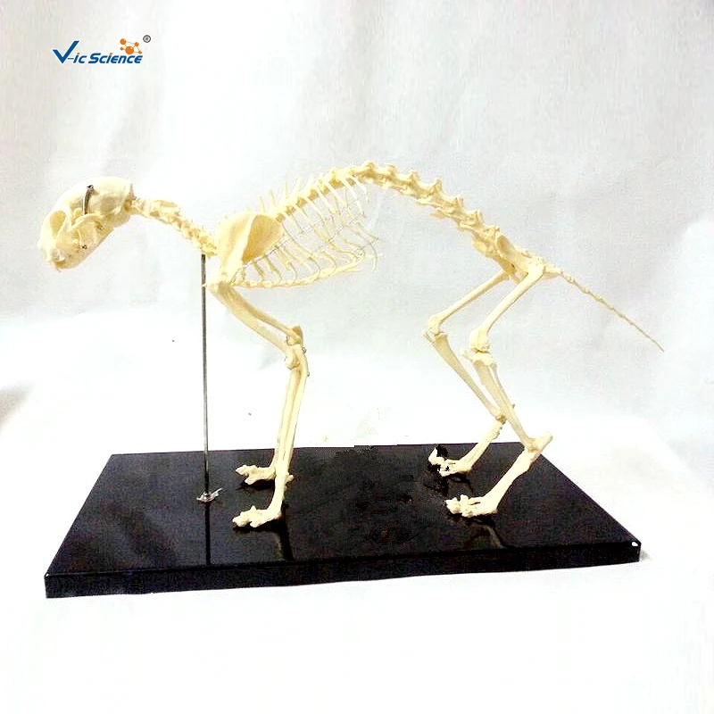 Medical teaching model cat skeleton model dog skeleton model Animal Skeleton Model