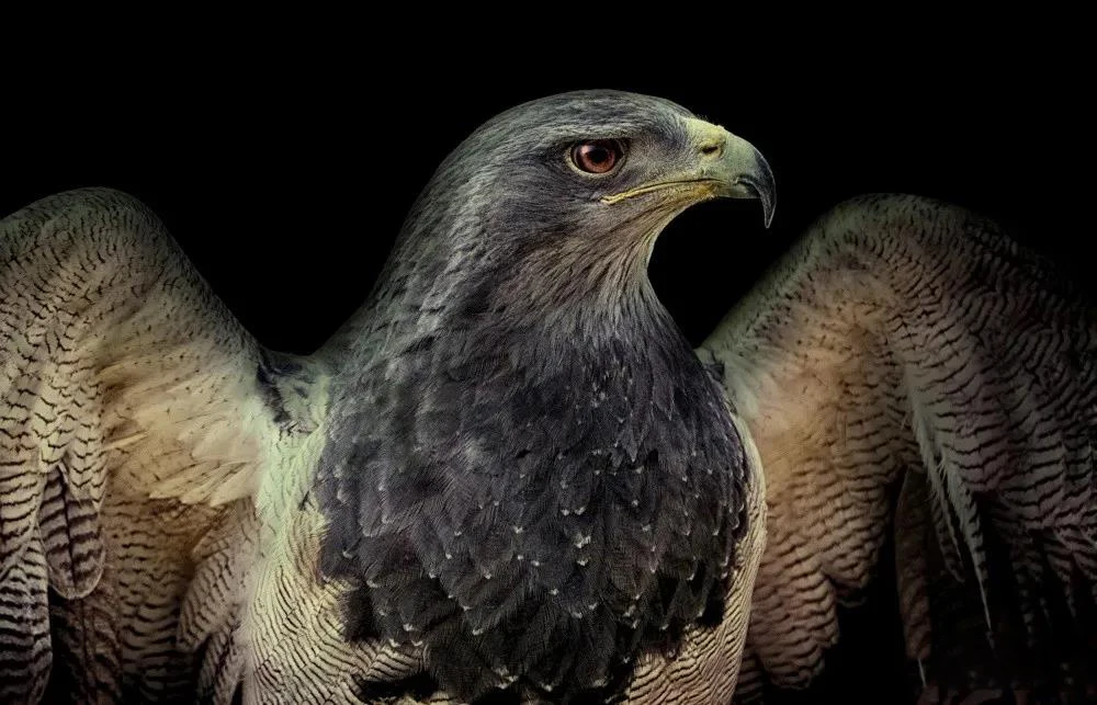 

frameless oil painting portrait digital animal eagle oil painting art diy oil painting gift fashion home decoration