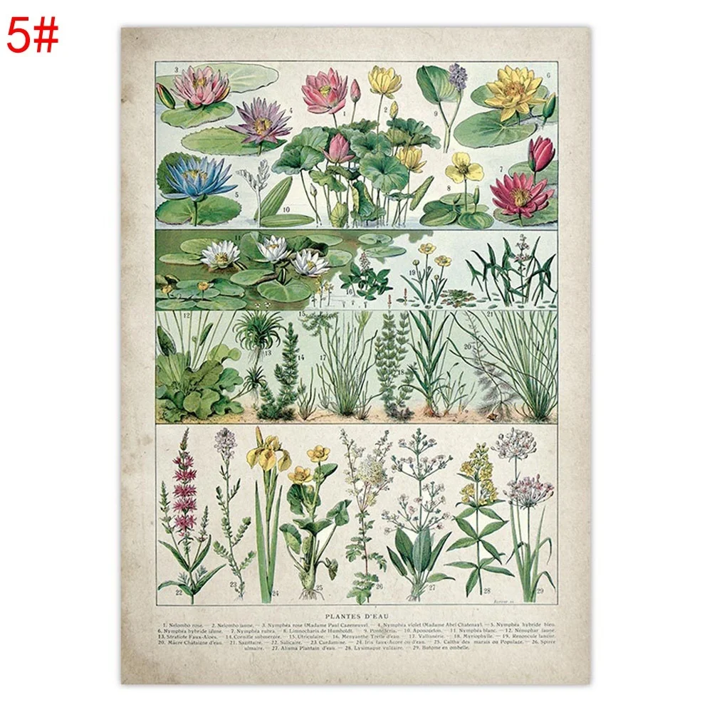 

Botanical Educational Poster Mushrooms Vegetation Champignons Identification Reference Chart Diagram Illustration Wall Art