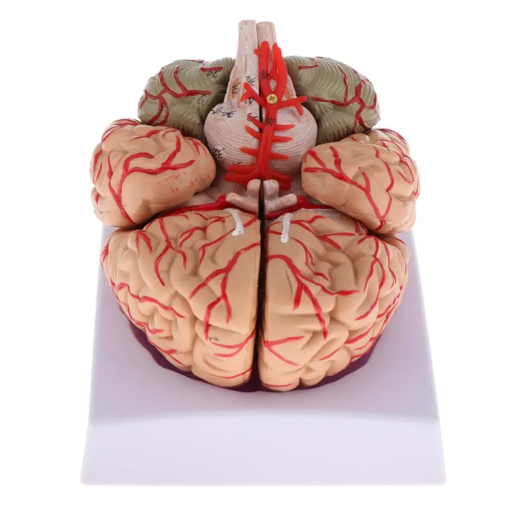 

Демонтированная модель 4D, структурная анатомия, медицинский обучающий инструмент