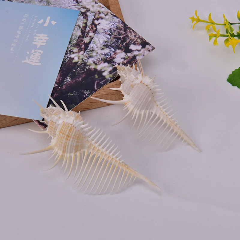 Природные морские раковины мурекс рамосус ракушки 5 14 см для украшения дома