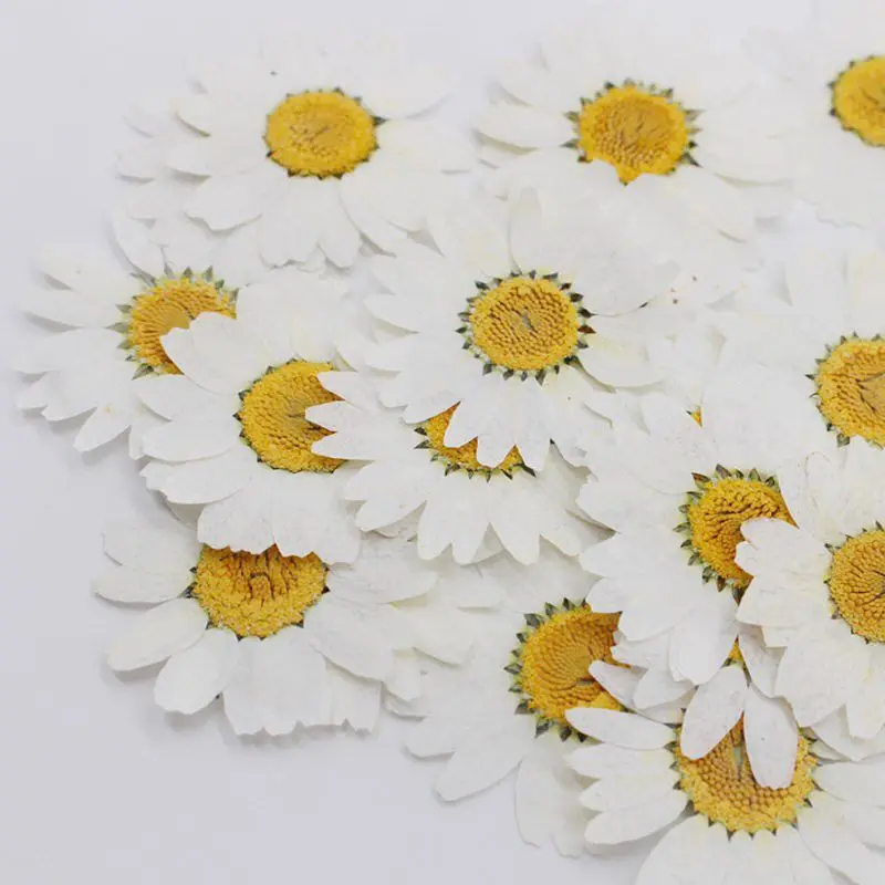 flores brancas prensadas com margarida, para jóias