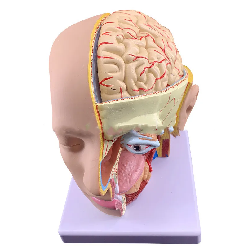 

Head anatomy with cerebral artery model, natural 4-part head middle section model, brain anatomy model