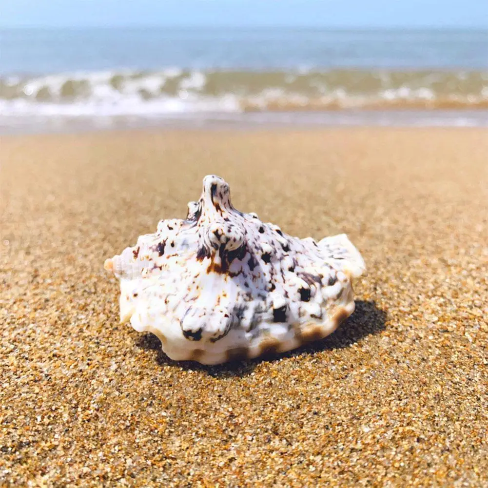 

Natural Conch Fish Landscaping Aquarium Mediterranean Shooting Ornaments Style Decoration Sea Decor Props H W5p6