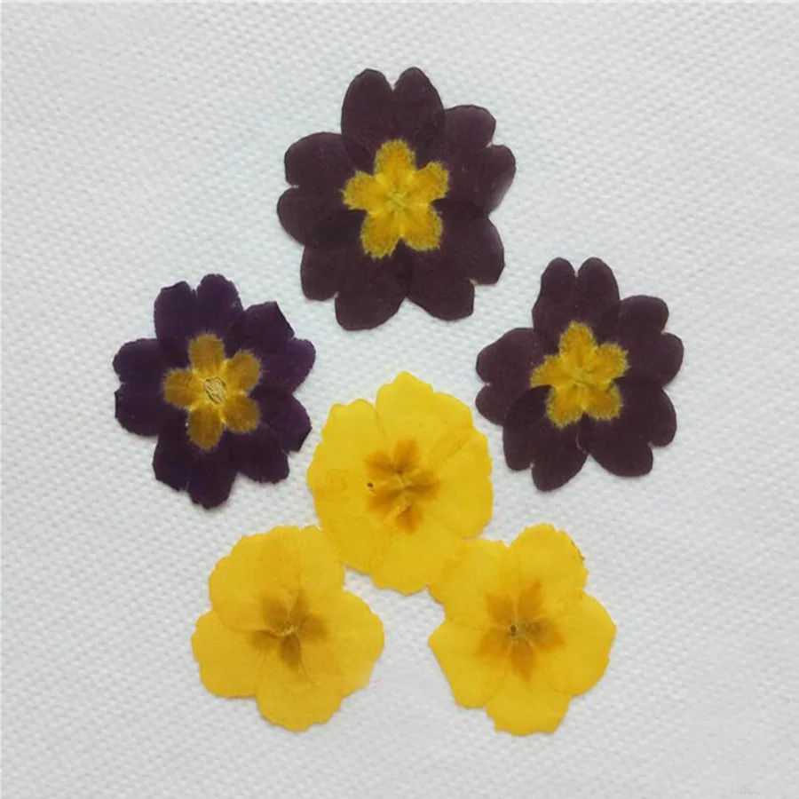 120 шт прессованный высушенный желтый/синий Jasminum Nudiflorum Цветочные растения