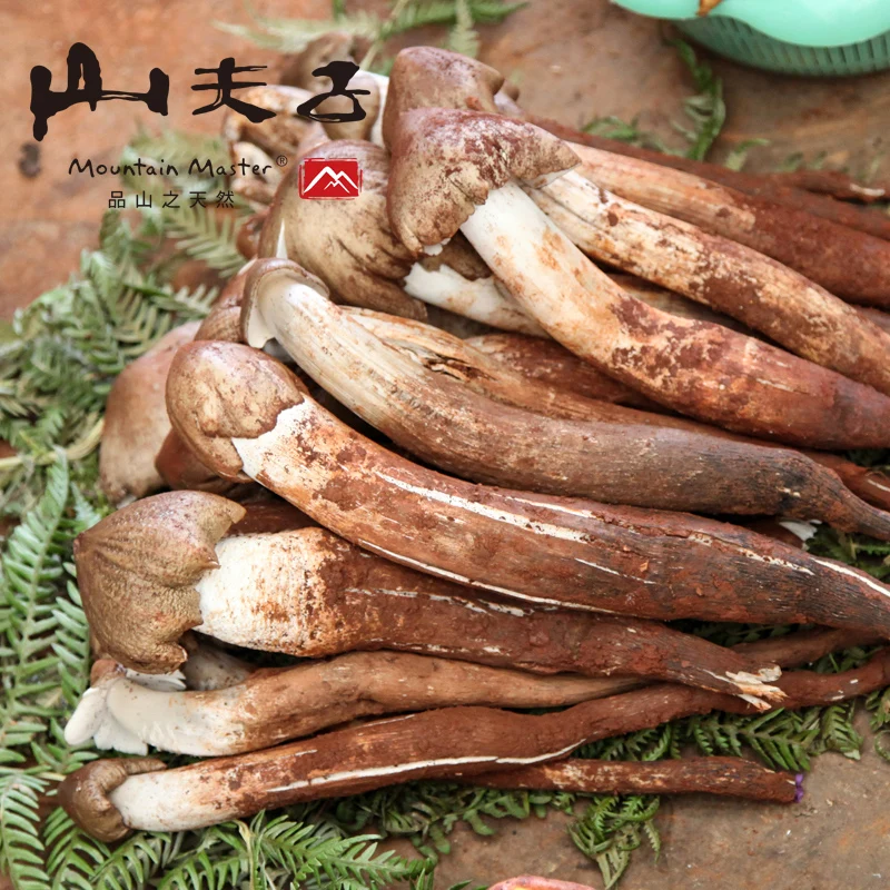 

Master in yunnan mountain wild chicken fir bacteria 100 g dry yunnan specialty fungus chicken dry