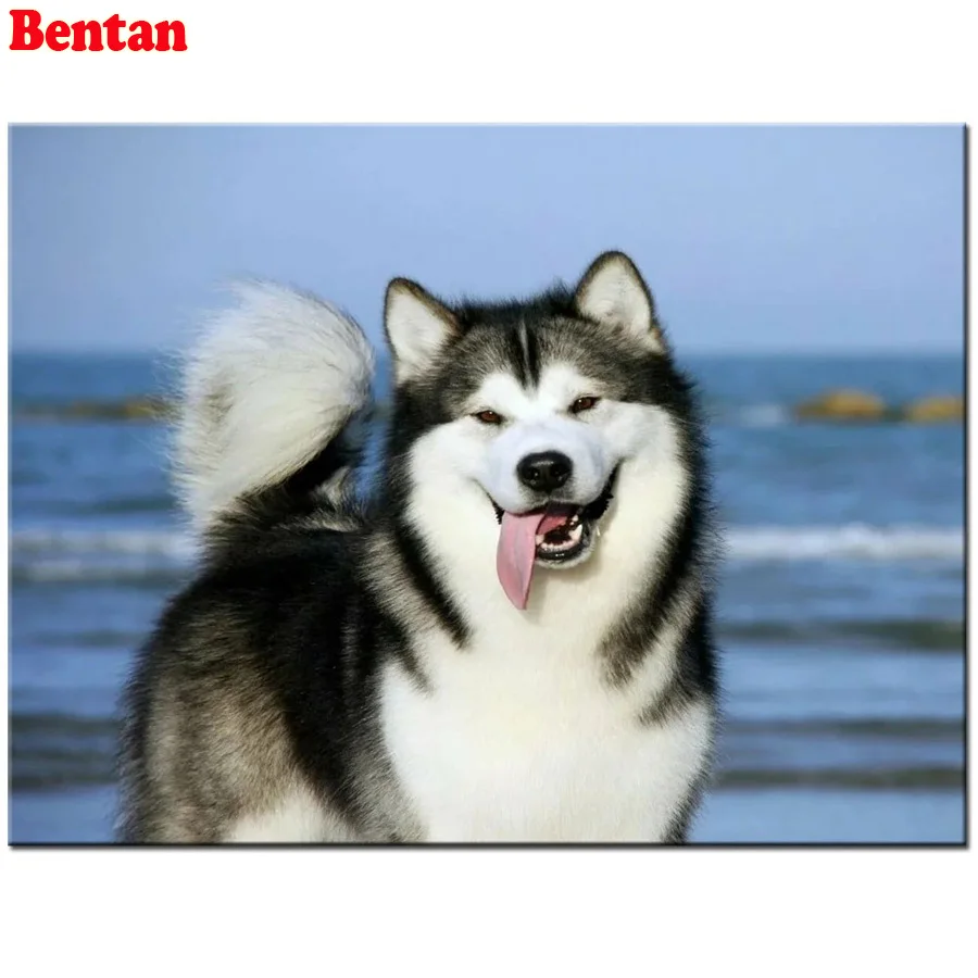 

5d diy картина Стразы AlaskanMalamuteMalamute собака Алмазная мозаика Алмазная вышивка Алмазная картина полностью квадратная дрель