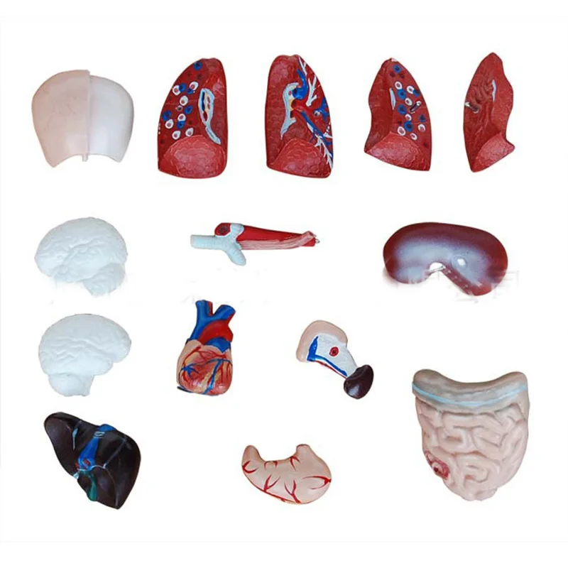Анатомическая модель человеческого торса 26 см человеческие внутренние органы