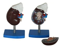 renal anatomy and adrenal gland model