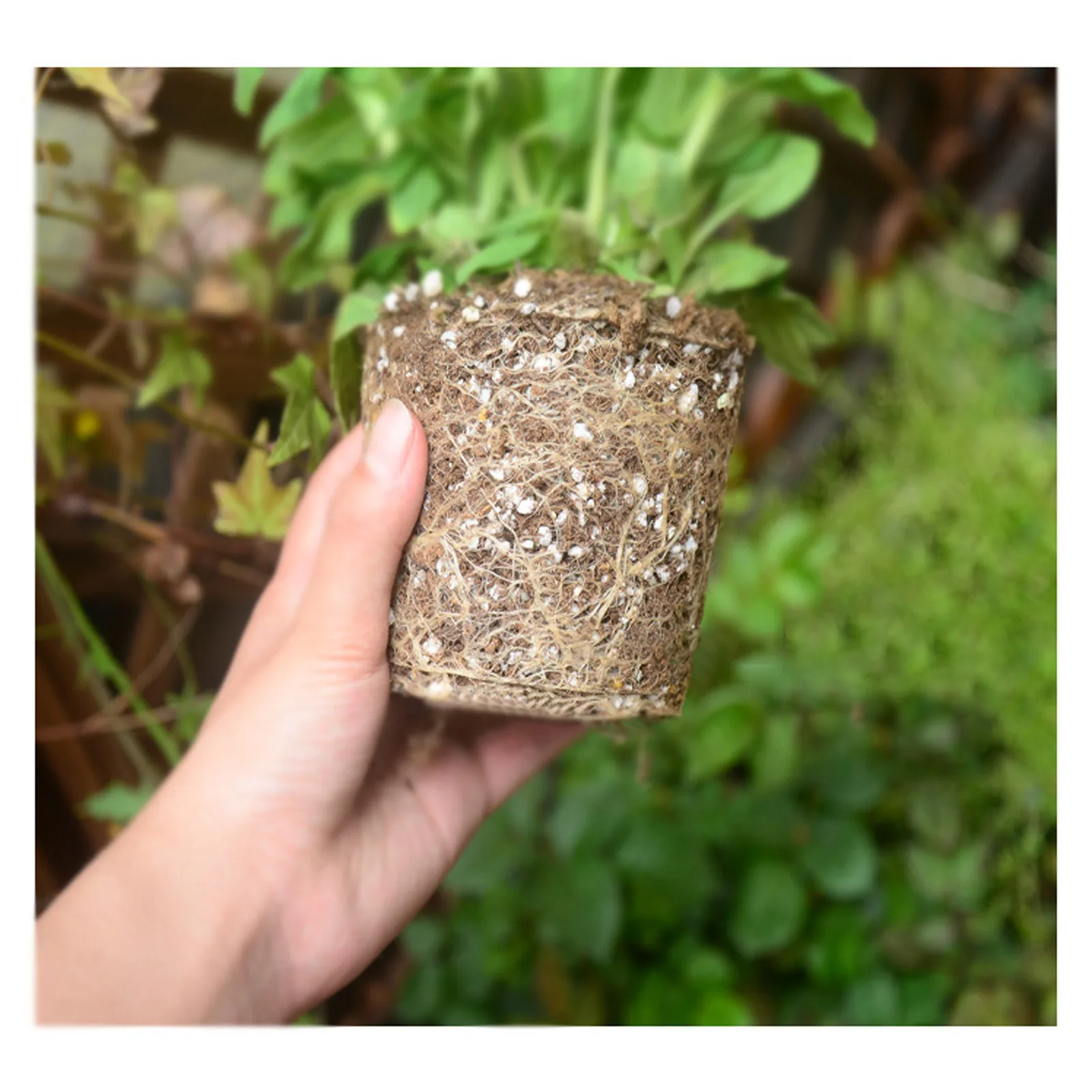 Garden Planting Germination Pots Harmless Degradable Recyclable Round Succulent 25pcs Pulp Seedling Bowl | Дом и сад