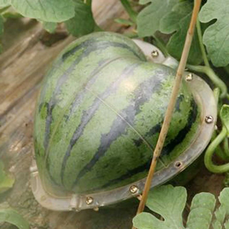 

Magic Heart-shaped Watermelon Shaping Growth Molds Magic Heart Fruit Mould Nursery Pots Fruit 17*17cm Molding Fixed Mould
