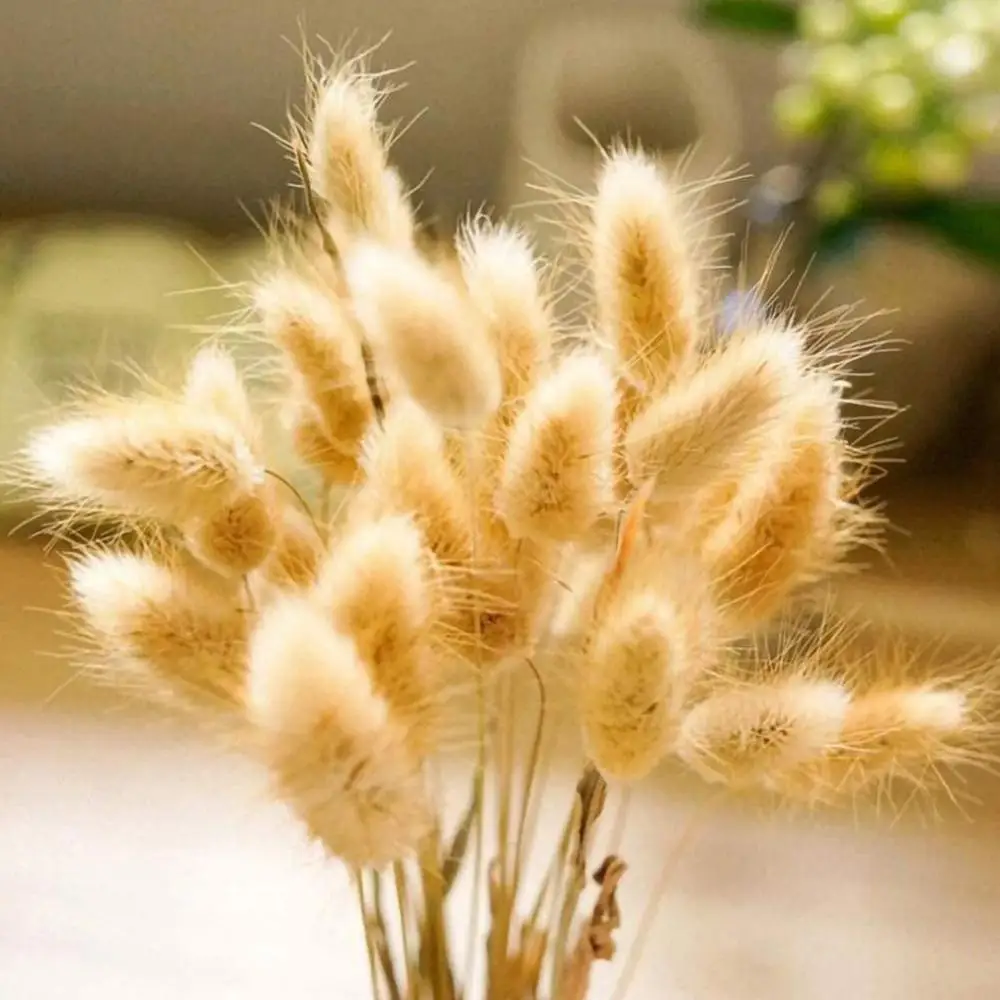 

30 stems Dried Flower Bunny Tail Natural Plants Floral Accessories Bouquet Decoration Rabbit Photography Grass Home Decor