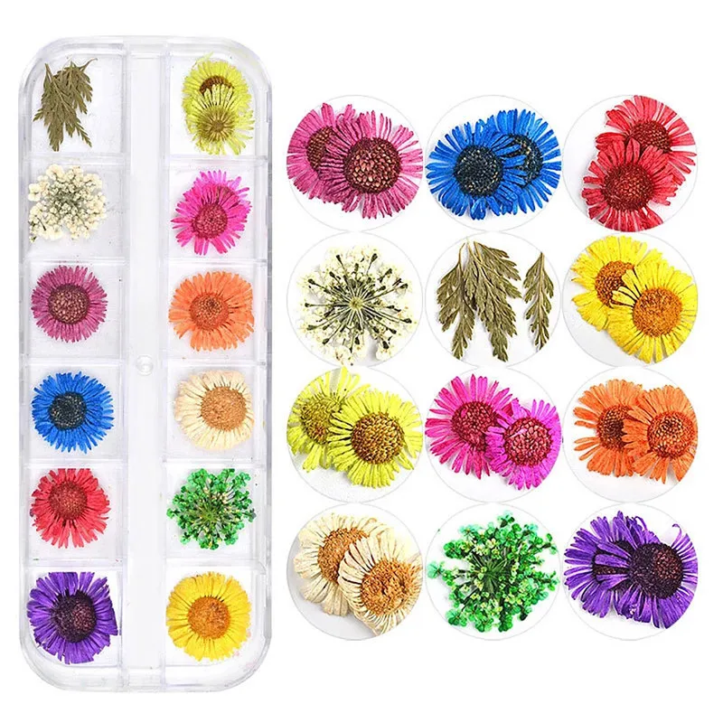 

Pressed Press Dried Daisy Dry Flower Plants For Epoxy Resin Pendant Necklace Jewelry Making Craft DIY Accessories