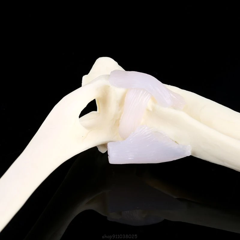 

Dog Canine Elbow Joint Model Veterinary Teaching Research Skeleton Animal Display Halloween Gift Ja21 21 Dropship