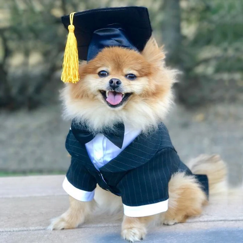 Милая женская шапка с кроликом модная для кошек и собак повседневная холщовая