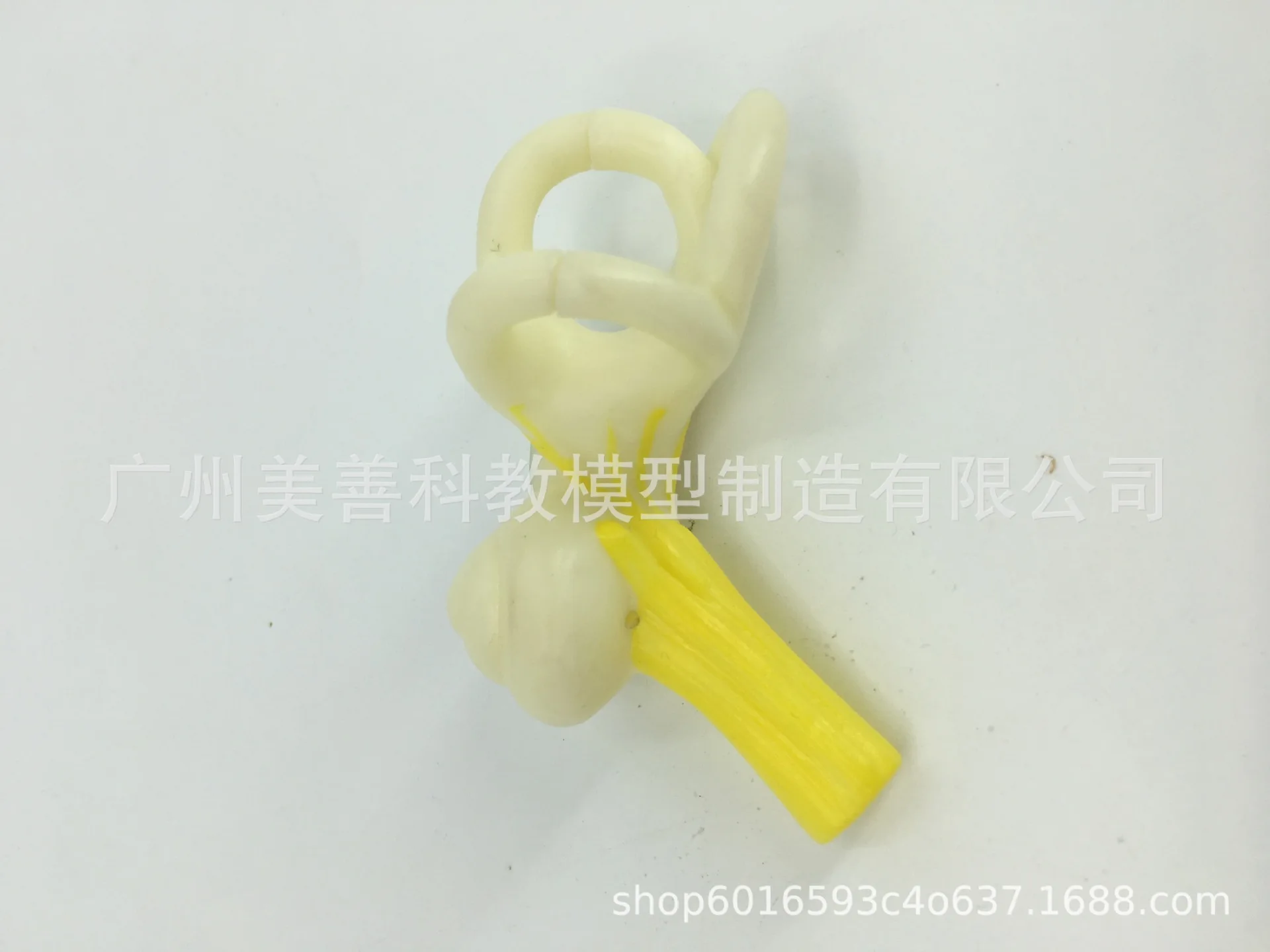 Медицинская модель для ушей Анатомия человека семикулярный канал кохлеарного