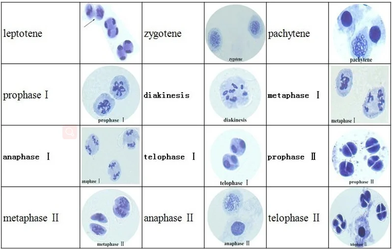 12 шт. набор слайдов для лука антера майоза|meiosis slide|set |
