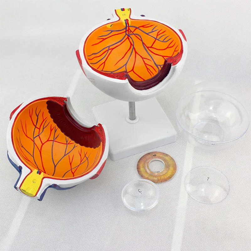 Медицинская модель 4D для анатомии глаз собранная человеческая новая конструкция
