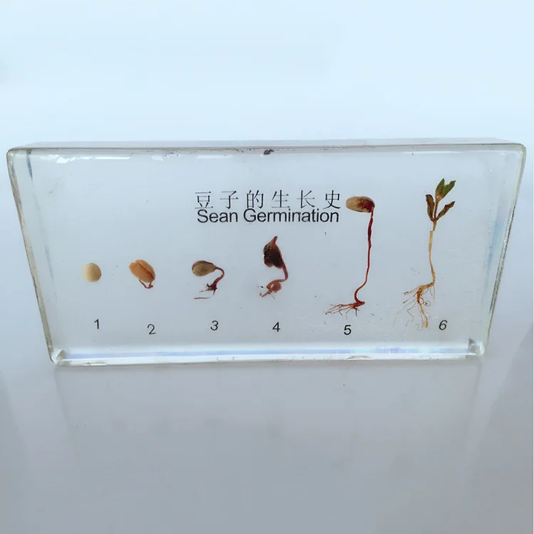 

Bean Germination and Growth Process Embedded Specimen Plant Growth History Specimens Models Biology Botany Teaching Aids