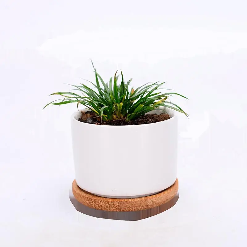 

Succulent Flower Pot Ceramic Potted Creative White Flowerpot Round Fleshy White Porcelain Small Vase White Porcelain Pot Tray