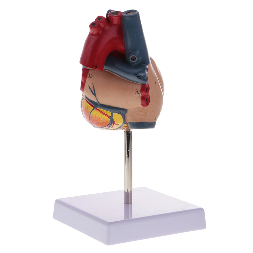 

Learning Resources 1:1 New Life Size Human Cardiac Heart Model School Teaching Display Science Toy