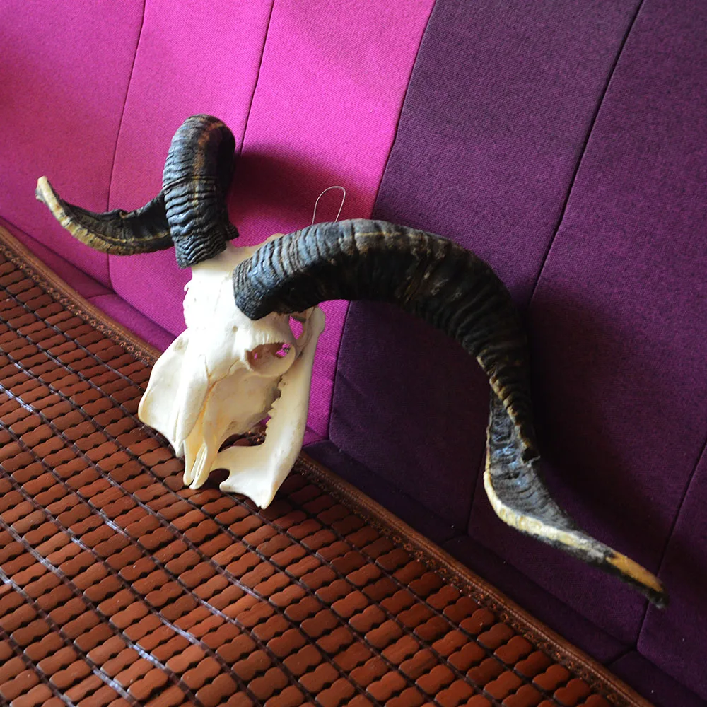 

1Pcs Domestic Ram Skull Sheep Skull Animal Skull Long Steer Horns 1:1