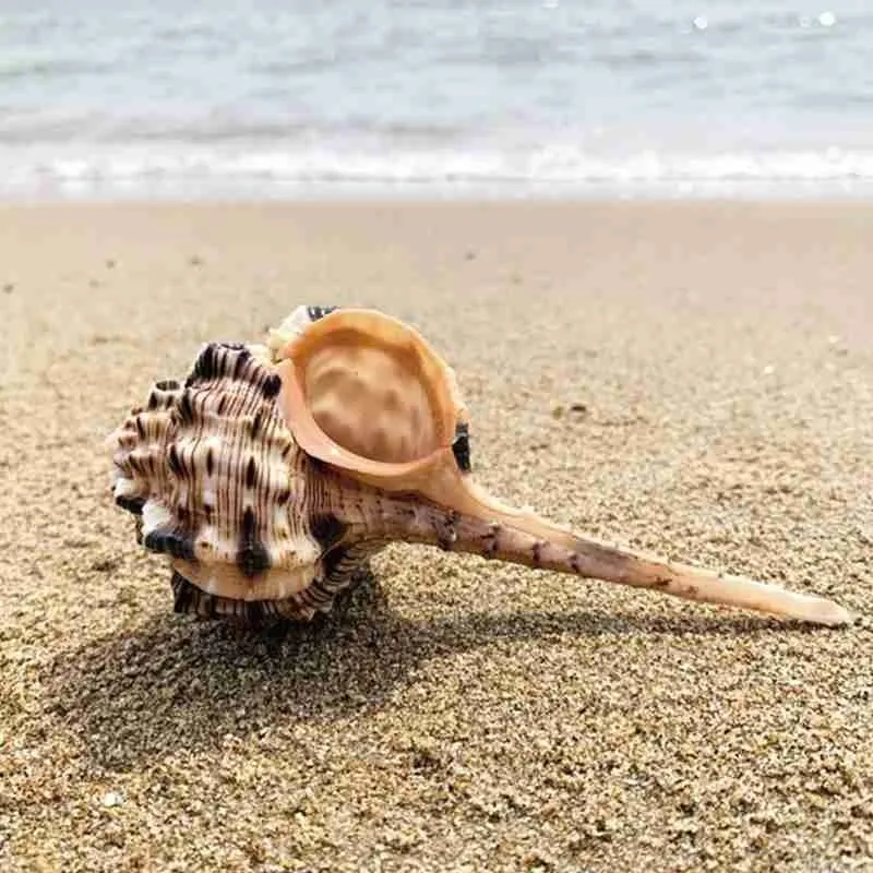 10-12 см коричневая натуральная трубка снайперский череп улитка аквариум