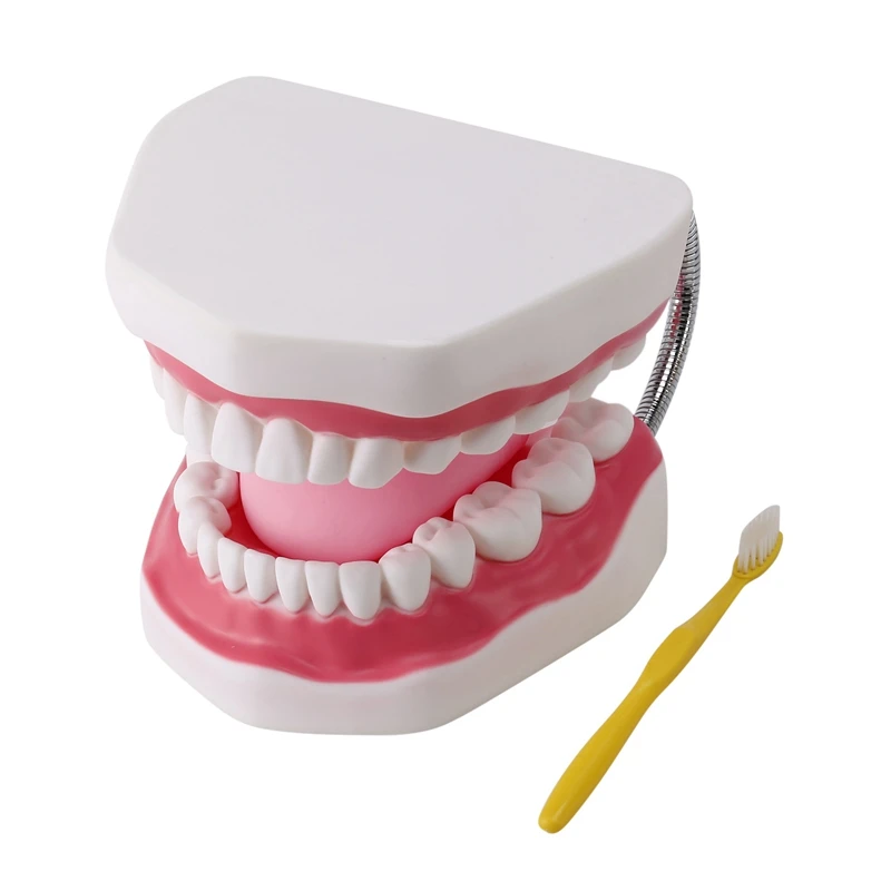 

Модель зубов человека 6 раз, модель для ухода за ртом, зубная модель с зубной щеткой, обучающий инструмент, научная обучающая модель