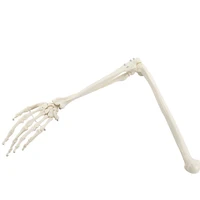 human bone model 11 of bone adult arm of upper limb bone arm and radius hand bone medical science school teaching supplies