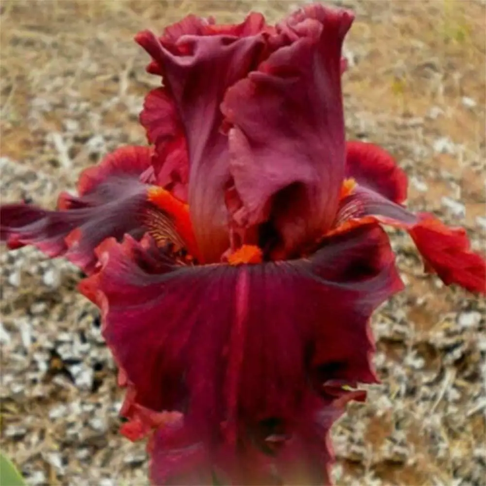 

10 Iris Bulb Perennial Strong Roots Greening Hardy Decoration Rare Species Easy to Plant Home Garden Pleasan Natura Flower Easy