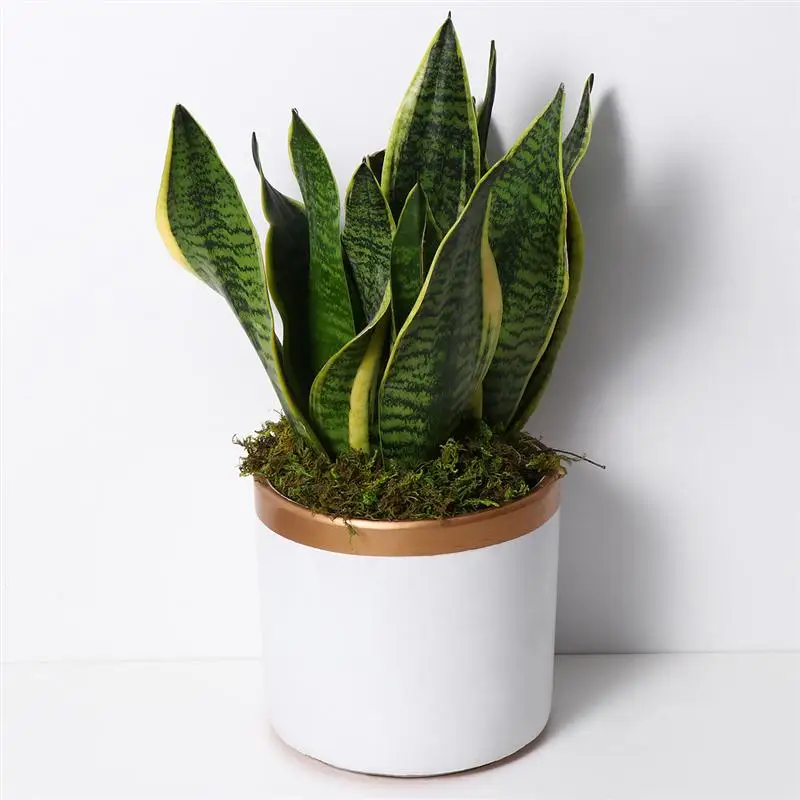 Искусственные моховые растения WINOMO 3 упаковки зеленый реалистичный