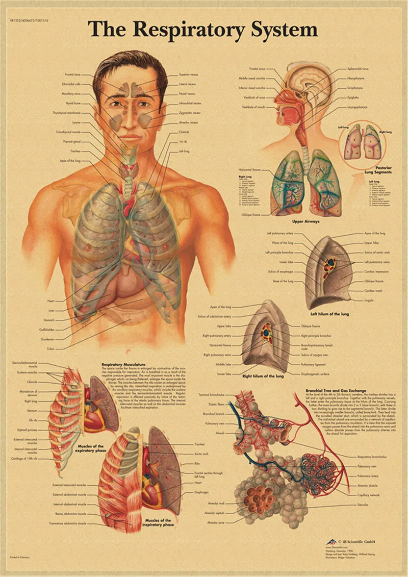 Плакат на стену из крафт-бумаги с изображением анатомии человека