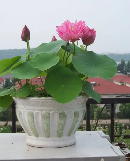 Lupine искусственные цветочные кашпо 100|Цветочные горшки и кадки| |