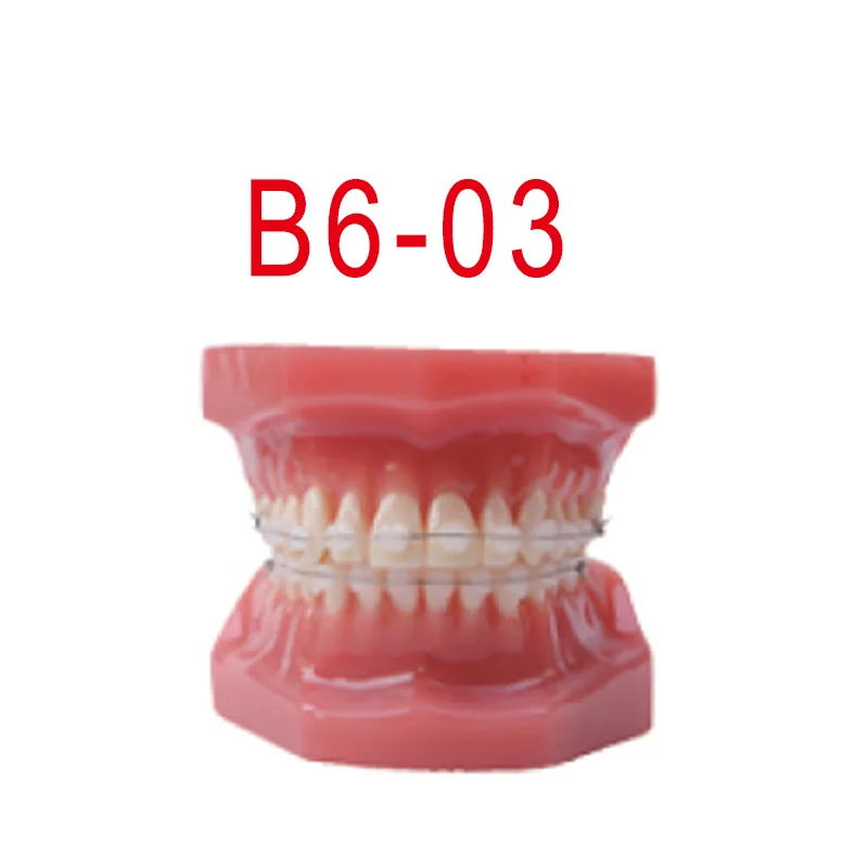 

28pcs teeth Dental educational model Standard Model for Dental education