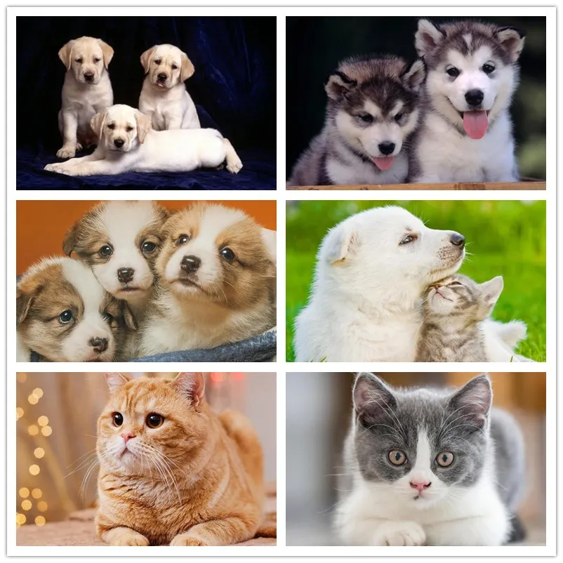 5d алмазная живопись в виде кошек и собак Набор для вышивания крестиком Хаски