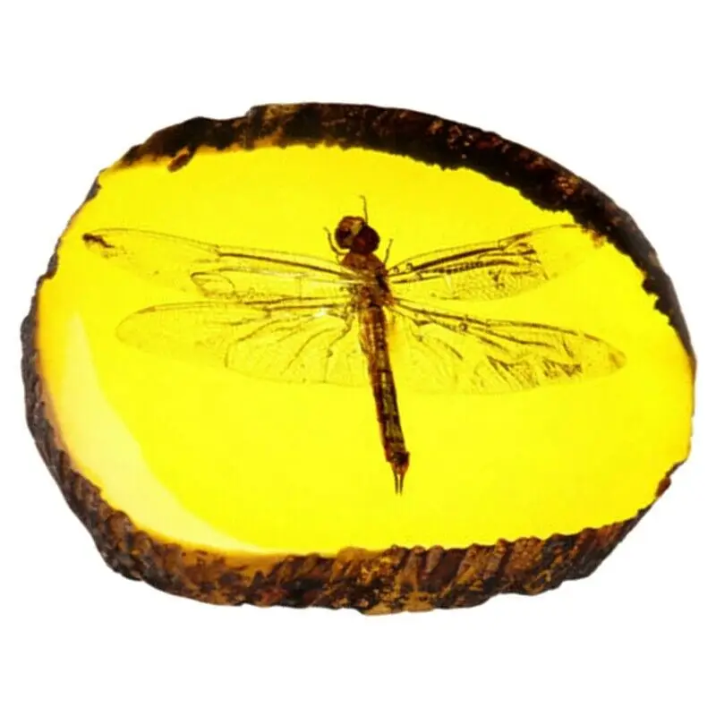 

1 Pcs Amber Fossil Insects Dragonfly Manual Polishing Insect Ornaments For Home Office Desktop Decoration
