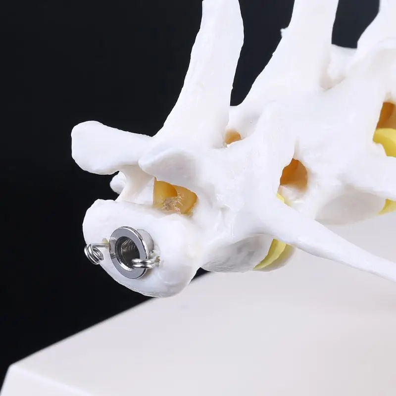 

Dog Canine Lumbar Disc Herniation Model Aid Teaching Anatomy Instruments Study U4LD