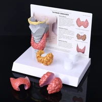 1 set life size human anatomical thyroid gland model pathology anatomy digestive system display vivid design study teaching tool