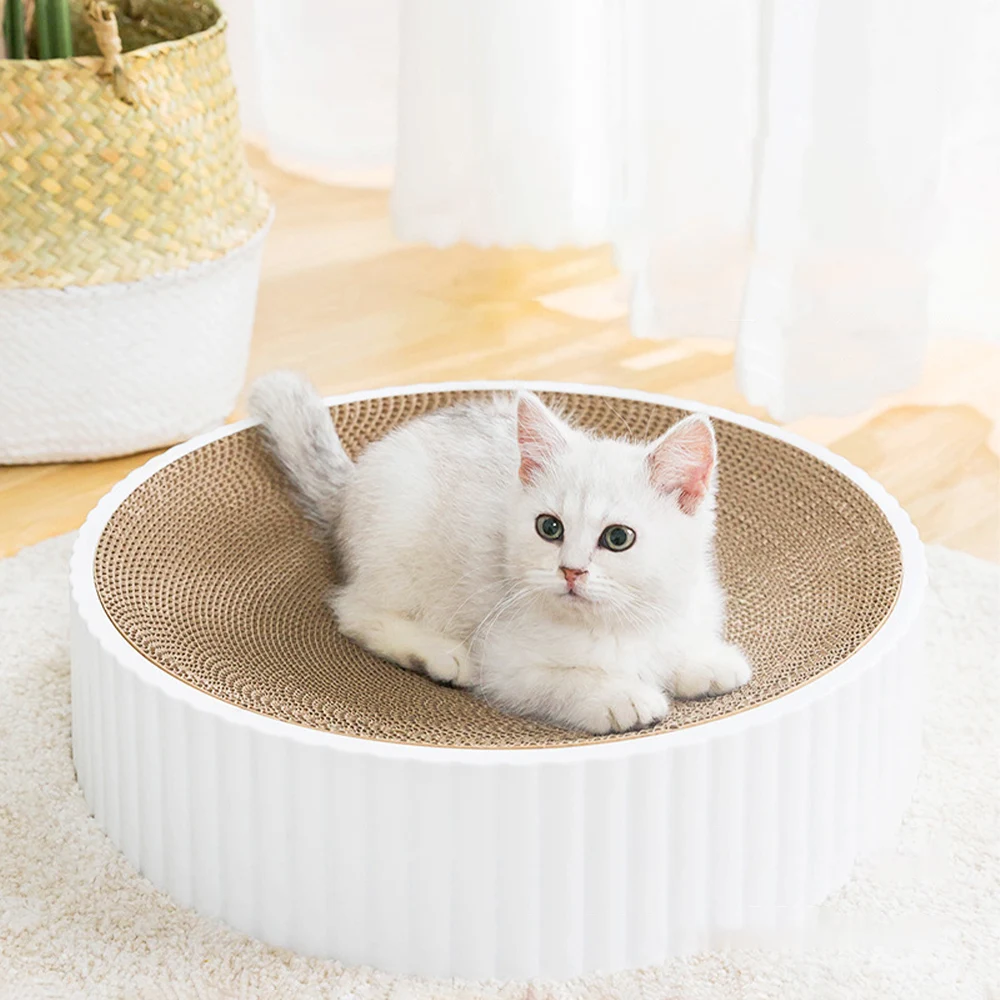Round cat. Круглая кошка.