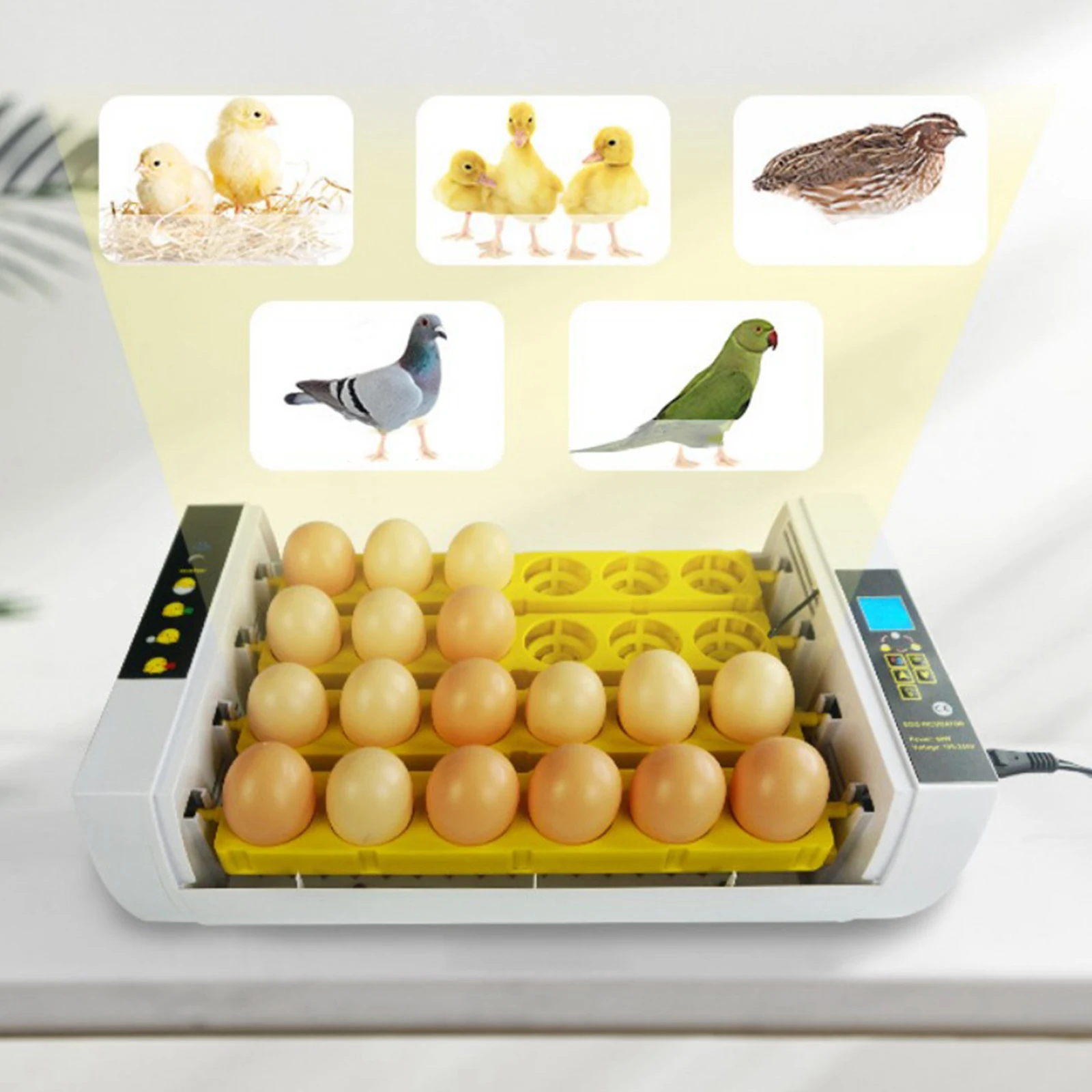 

Household Egg Incubator Automatic Hatcher Egg Turning Clear Lid Breeder