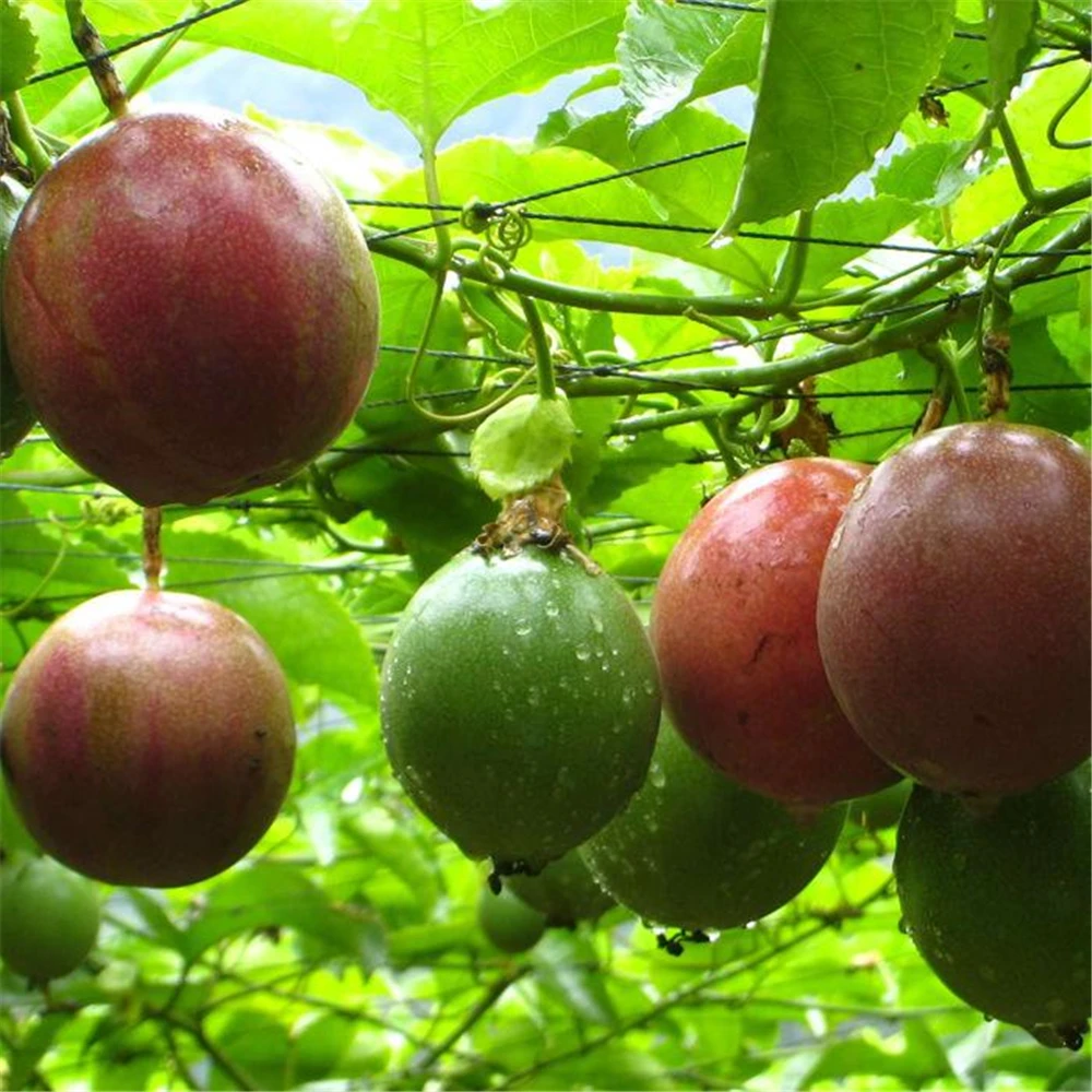 

30 шт. Ароматические Фрукты страсти, шкаф для ванной, натуральное растение, садовая мебель для дома