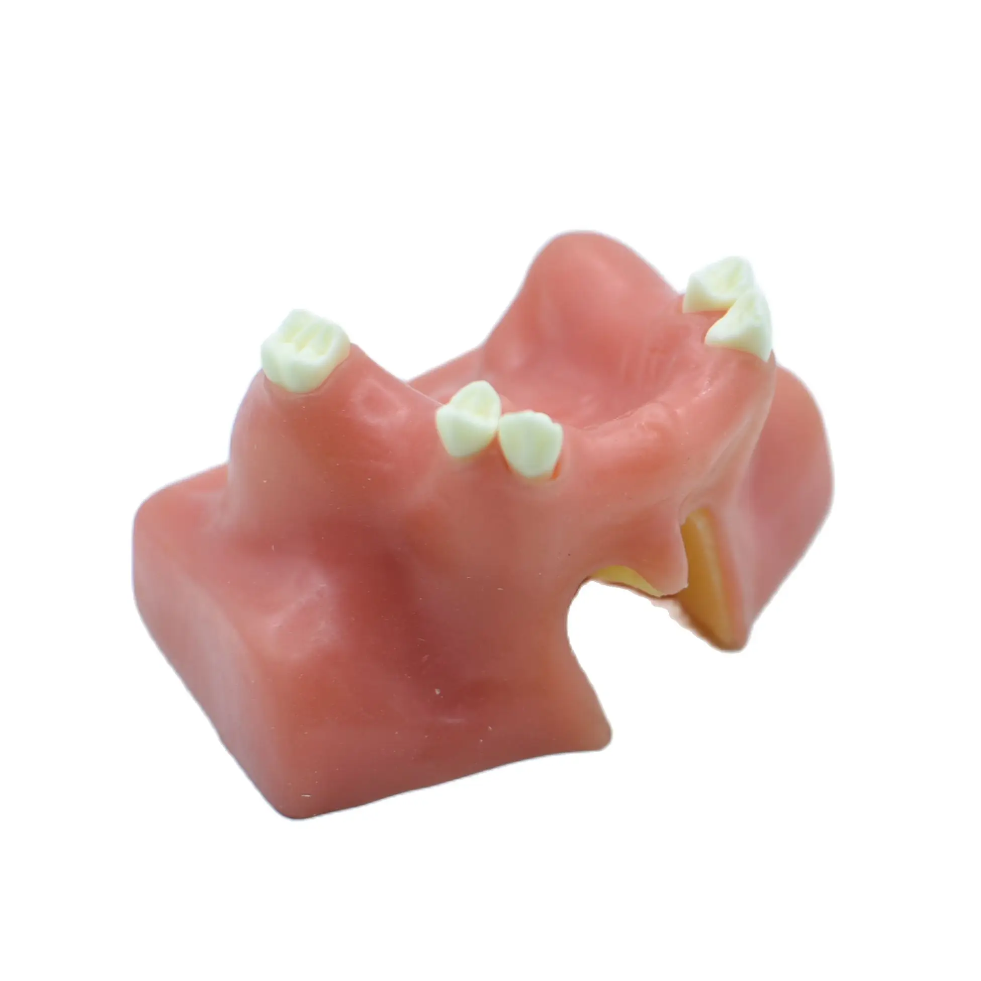 1pc Teeth Model Dental Demonstration Oral Implant Practice Maxillary Sinus Teaching Soft Gum for Dentists Learning - купить по